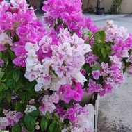 Keratan Cutting Bunga Kertas Aiskrim Bougainvillea