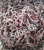 ไส้เดือน AFบรรจุ500 กรัม