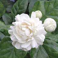 TIADA COD Anak Pokok Melur Ros Jasminum Sambac 'Grand Duke of Tuscany'