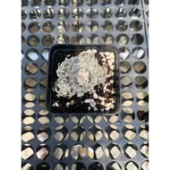 Augustfame - Escobaria abdita Clump  (2) 孤月丸群生 cactus succulent