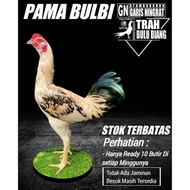TELUR AYAM PAMA BULBI TRAH BULU BIANG BAGUS TELUR AYAM PAMA