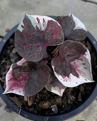 Umbi Caladium B41 - keladi hias hybrid import thailand