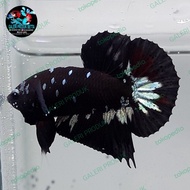 IKAN HIAS AIR TAWAR - CUPANG AVATAR COPPER GOLD/PLAKAT BETTA  FISH