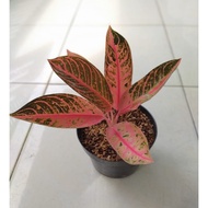 ready Tanaman Hias Aglonema Aglaonema Pride Of Sumatra / Red Sumatra