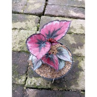 Sindo - Exquisite Maroon Begonia Rex A Stunning Specimen Live Plant XQNRXBJHGH