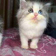 kucing british longhair jantan odd eyes