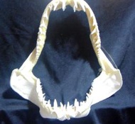 [馬加鯊嘴牙]27.5公分馬加鯊魚嘴..專家製作雪白無魚腥味!..是標本也是掛飾.!. #11.275255
