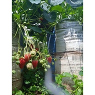 Bibit Strawberry Sachinoka termanis