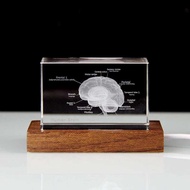 3D Model Crystal Brain Gift Display Brain Department Neuroanatomy Paperback Souvenir