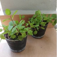 Mint plant, fresh flower, original flower