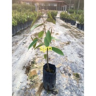 Anak Pokok Durian Duri Hitam | Black Thorn 黑刺榴莲树苗 | Real Live Plant