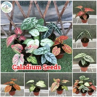 Easy To Grow丨100pcs Mixed Color Rare Caladium Seeds Gardening Flower Seeds Potted Ornamental Air Purifying Indoor