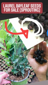 Laurel Bayleaf Seeds For Planting