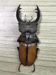 Lucanus delavayi .黃鞘深山鍬形蟲+45mm