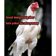 Telur ayam Bangkok aseel murga faigther