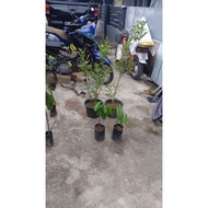 anak Pokok durian d99 kawin