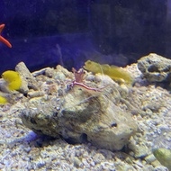 TERBARU Udang Pelet Hias Air Laut