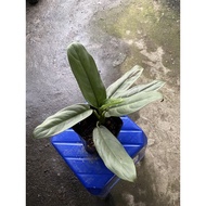 Aglaonema Alumina Silver