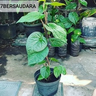Tanaman sirih hijau pohon sirih herbal hijau / bibit sirih daun sirih hijau