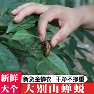 Straw Straw herbal medicines of cicada Shells, cicada Shells, ci Cicada Medicated Chinese herbal Mat