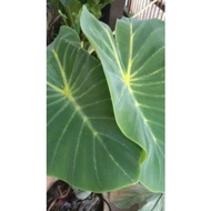 COLOCASIA YELLOW WIDOW