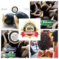 Benih sawit unggul Dxp Costa rica themba