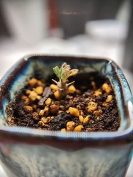 黑皮月界 Sarcocaulon multifidum/ Monsonia multifida 稀有納米比亞塊根多肉植物