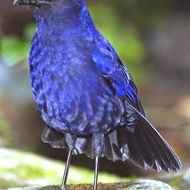 Burung ciung batu istimewa