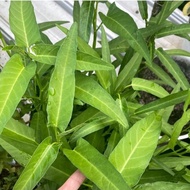 5gram 100/120pcs benih Kangkung kangkong seed water spinach veggie seed kangkung belacan nasi goreng