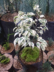 bahan bonsai beringin putih