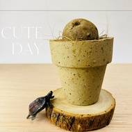 [Germ Milk Tea Pottery Pot] Cactus Succulent Foliage Plants Suitable For Breathable Glazeless Flower