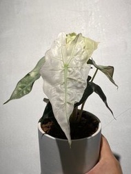 粉錦大仙女海芋 Alocasia ‘Polly’ variegata