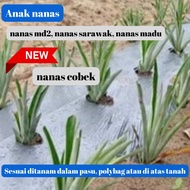 anak nanas / sulur nanas md2 / sarawak / cobek dan madu untuk tanam sekitar rumah atau ladang