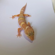 Leopard Gecko Mack Snow Tremper h Eclipse