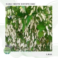Benih Bibit Biji - Cabai White Coyote Zan WCZ Pepper Seeds