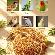 Yellow millet, red millet, shelled millet, (1KG) ，Budgie ,love bird, cockatiel，Parrot bird food mill