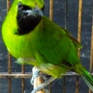 BURUNG Cucak ijo Mini Jantan