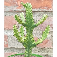 Anak Pokok / Keratan Batang - Pokok Kaktus - Mint Cream
