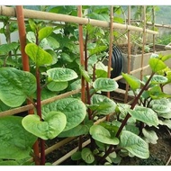 Japanese Malabar Malabar Seeds/Red Malabar Spinach/Purple Malabar Spinach - 2Gr Pack