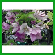 ◮ ❂ Bougainvillea cuttings