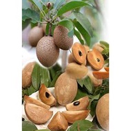 POKOK CIKU MEGA HYBRID