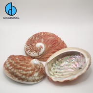 Big size red Abalone shells (Haliotis rubra Abalone shells) - Decorative Abalone shells in many size