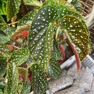 HY Begonia Maculata / PolkaDot