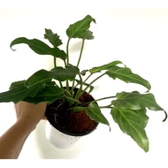 Philodendron Xanadu in WHITE POT