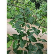 Fresh guava leaves 1kg branches and leaves