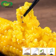 Sanbao Golden Waxy Corn Seeds Farmland Vegetable Garden Approved Large Ear Full Fragrant Glutinous Fresh Food Yellow Cor