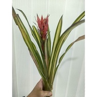 bromeliad guzamia Georgia