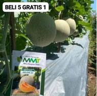 50 Benih Bibit Biji Melon F1 DELON 65 Oren Import Hibrida Seeds Super Manis