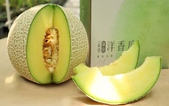 【(6月初出貨)期間限定 阿露斯洋香瓜禮盒】香甜多汁、最頂級的綠肉哈密瓜