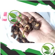 Bibit Porang Umbi Spora Bibit Porang Umbi Mini Bibit porang super siap tanam bibit dari umbi 1 kg